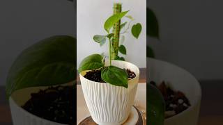 Money Plant Propagation  Heartleaf Philodendron  Soil Mixture For Money PlantPothos shorts [upl. by Kinchen224]