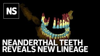 Genome of Neanderthal fossil reveals lost tribe cut off for millennia [upl. by Nhguahs]