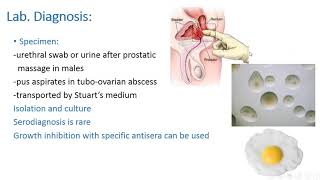 Microbiology Mycoplasma and Haemophilus Ducreyi [upl. by Llehsyt]