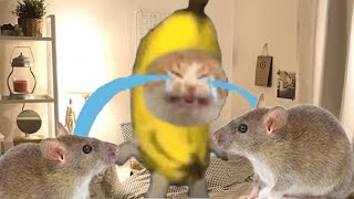 ❤️❤️ BANANA CAT 🍌🐱 TIKTOK COMPILATION 🍌🍌 [upl. by Sterner]