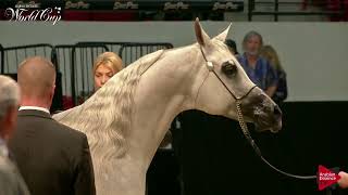 2019 Las Vegas Arabian Breeders World Cup Show  Senior StallionsGeldings ATH Class 107 [upl. by Spiegel]