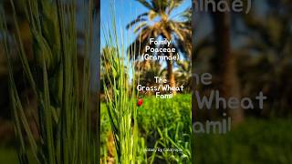 Family Poaceae  Grass or Wheat 🌾 Family botany ytshorts [upl. by Ranique]