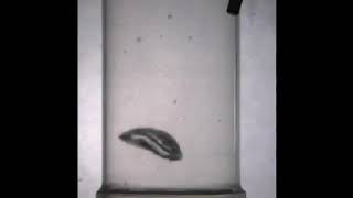 Condensing vapor bubbles in subcooled boiling [upl. by Esina703]