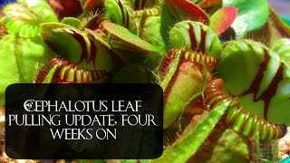 Cephalotus leaf pulling update 4 weeks and counting [upl. by Erasmo]