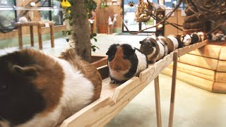 Guinea Pig Bridge [upl. by Guerin]