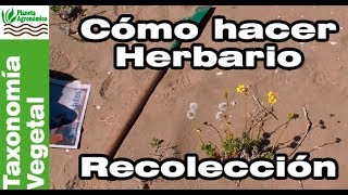 Cómo hacer un HERBARIO 🍃🍀 – 15  RECOLECCIÓN de plantas [upl. by Aivila]