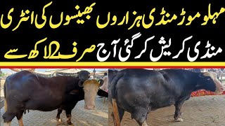 Malumor Mandi Jhang Today  Buffalo Fresh Rates Update  Buffalo Mandi [upl. by Whitten]