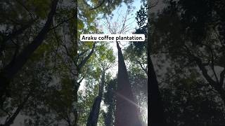 Araku coffee plantation at arakuvalley travel [upl. by Derman801]