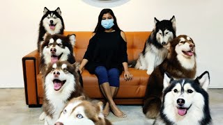 Meeting Huskies in Malaysia  Huskiss Pet Cafe  Kannada Vlogs [upl. by Stephie]