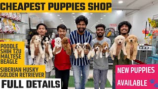 Best Quality Pet Shop  New Puppies Available  Best Price in Hyderabad [upl. by Avlasor]