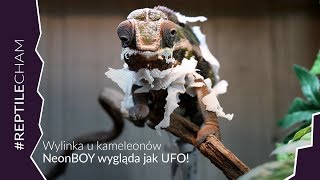 WYLINKA U KAMELEONÓW NeonBOY mocno zestresowany [upl. by Nitz]