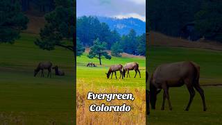 Exploring Evergreen Park Colorado Majestic Elk and Stunning Fall Colors Nature amp Wildlife Adventure [upl. by Isleana]