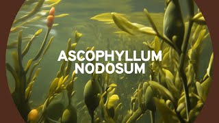 Ascophyllum nodosum  Forza10 [upl. by Favian589]