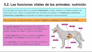 Funciones vitales en animales y plantas 1º ESO [upl. by Chadbourne]