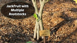 Jackfruit Tree with Multiple Rootstocks  Inarch grafts [upl. by Hannavahs]