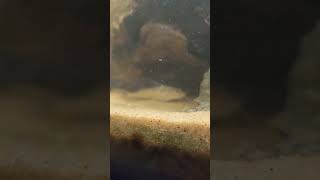 Pictus Catfish HD Closeup shorts [upl. by Janiuszck12]