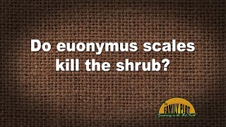 QampA – Do euonymus scales kill the shrub [upl. by Brezin484]