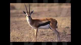 Top 10 Fastest Land Animals New by odissey505 [upl. by Ng638]