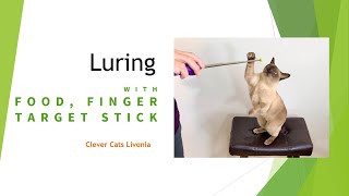 Luring Technique Cat Training [upl. by Ttehc117]