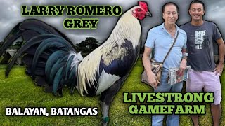 LARRY ROMERO GREY  JEYSHI DIMAFELIX  BIG FARM IN THE PHILIPPINES  BALAYAN BATANGAS [upl. by Michele914]