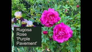 Rugosa Rose Purple Pavement [upl. by Atiroc43]