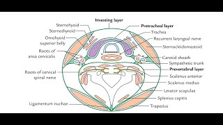 Anatomy of the Cervical fascia Modifications of superficial layer and deep layer of cervical fascia [upl. by Yelsnia85]