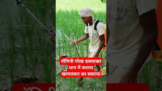 Nominee Gold Herbicide  herbicides fertilizer paddy farming viral youtubeshorts shorts [upl. by Fernyak]