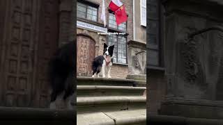 Life with a border collie pets bordercolliepuppy bordercolliedog bordercollieworld [upl. by Ayocal754]