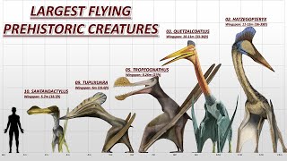 10 Largest Flying Prehistoric Animals [upl. by Dnomaj]