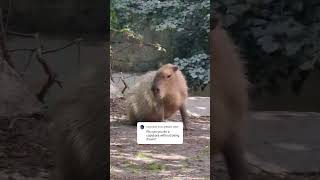 Capybara wroclaw zoo Poland [upl. by Attevaj]