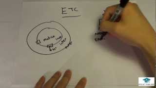 Glycolysis Fermentation PDC TCA ETC Review MCAT [upl. by Philippa]