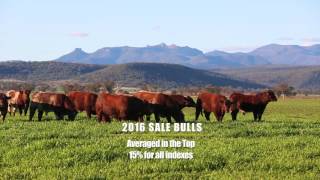 2016 MA Beef Bull Sale Preview [upl. by Tterag]