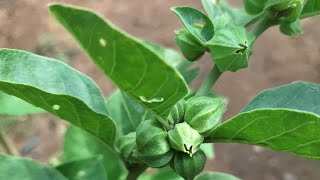 Withania somnifera ashwagandhaClustered Winter Cherry Indian Ginseng Strychnos Winter cherry [upl. by Aschim]