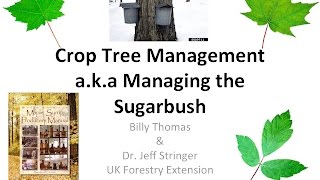 Crop Tree Management in the Sugarbush [upl. by Llywellyn221]