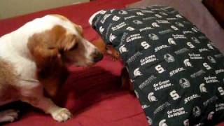 Basset vs Miniature Dachshund [upl. by Beitch]