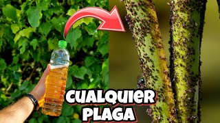 Como DETENER CUALQUIER PLAGA o BICHO con este insecticida Casero para Plantas y Jardín Sin AJO [upl. by Aihtnamas]