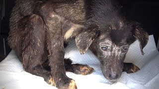 Rescue of Starving Terrified Dog Who Never Wagged Her Tail [upl. by Oleta]