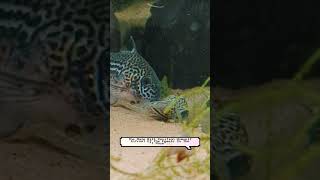 Corydoras Caught In The Act aquarium fish breeding [upl. by Iana]