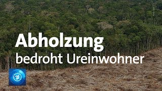 Brasilien Goldsuche zerstört Lebensraum der Ureinwohner im Regenwald [upl. by Jemima284]