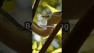 Top fact about boomslang short viralshort animallover boomslang [upl. by Yrrab]