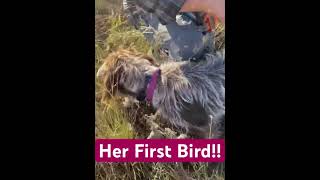 Wirehaired Pointing Griffon gets her first bird [upl. by Concettina286]