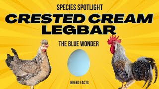 Crested Cream LegBar  Blue Laying Wonder chicken homestead [upl. by Aneekal791]