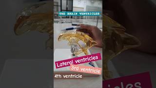 brainventricles ventricularsystemofbrain lateralventricle 3rdventricle 4thventricle [upl. by Ellecrag685]