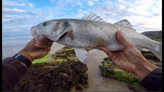 PÊCHE d’un GROS BAR au leurre sur une plage [upl. by Gemini756]