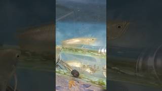 silver arowana fish aquarium pets shorts arowana youtubeshorts [upl. by Krystin]