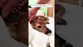 🥰🥰animals fawn deer fawning love cute baby wildlife funny comedy [upl. by Tocci]