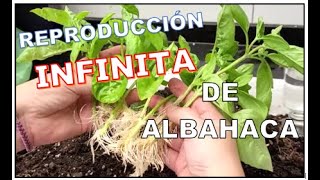 🌈COMO REPRODUCIR ALBAHACA por ESQUEJES [upl. by Eittel]