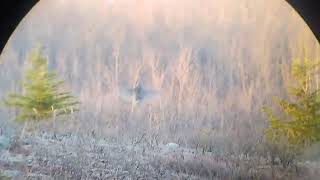 Sharptailed grouse on a Lek 2024 [upl. by Marguerita415]