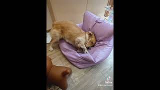 Why the Tofu Sofa is the World’s Best Furniture… for Dogs funny puppy [upl. by Emmie131]