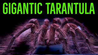 Goliath Birdeater Theraphosa blondistirmiapophysis Care amp Husbandry [upl. by Stila747]